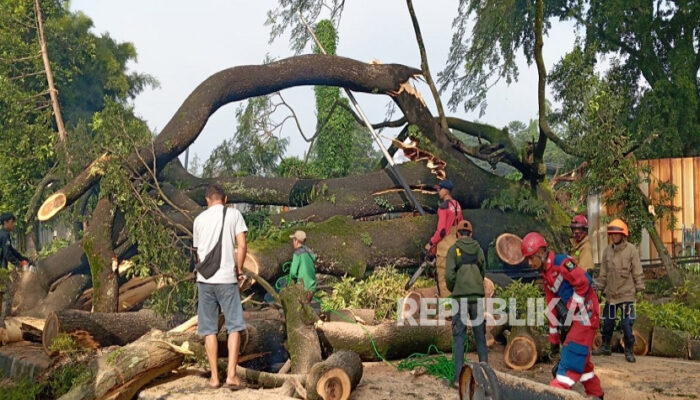 Pohon Besar Tumbang di Dago Bandung, Tiga Orang Luka, Jalan Ir H Djuanda Ditutup