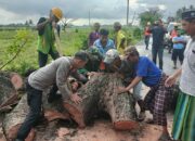 Pohon Tumbang Hambat Arus Lalin, Kapolsek Arungkeke Gotong royong Bersihkan Jalan